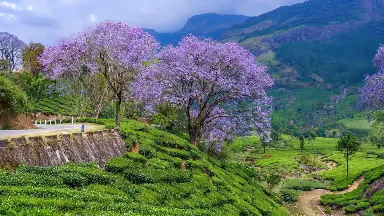 Hills draped in BLUE & GREEN